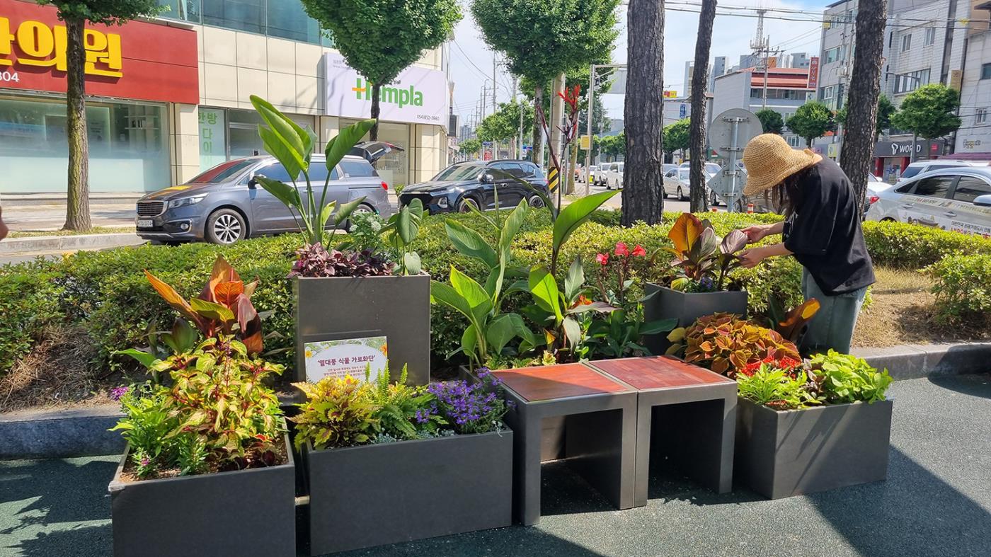 0618 안동시, 도심 내 ‘열대풍 가로화단’ 조성으로 여름철 색다른 볼거리 제공 (2).jpg